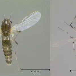 thumbnail for publication: Hydrilla Tip Mining Midge: Cricotopus lebetis Sublette (Insecta: Diptera: Chironomidae)